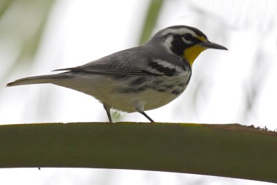 Yellow-throated Warbler