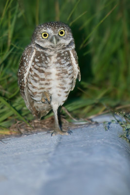 Burrowing Owl