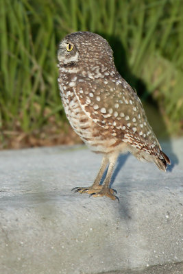 Burrowing Owl