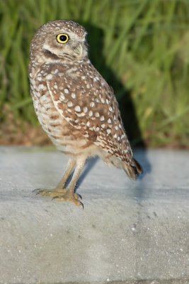 Burrowing Owl