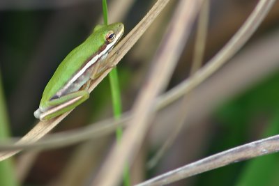 Green Treefrog