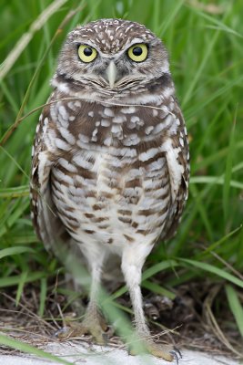 Burrowing Owl