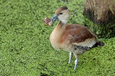 Black-bellied Whistling-Duck (immature )