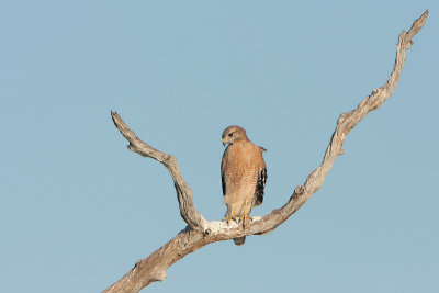 Red-shouldered Hawk and nice perch