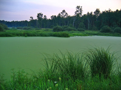 Kampinoski National Park VII