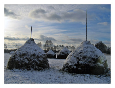 Kampinoski National Park X