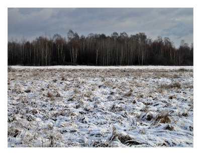 Kampinoski National Park XII
