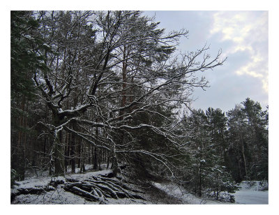 Kampinoski National Park XIII