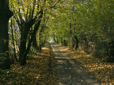 Kampinoski National Park VI