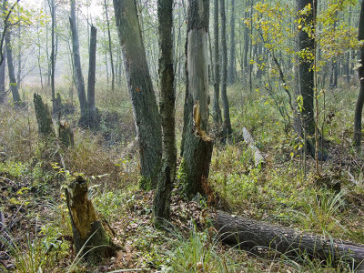 Kampinoski National Park IV
