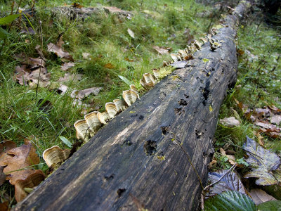 Kampinoski National Park III