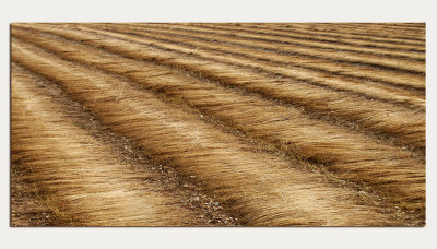 Field - Roztocze