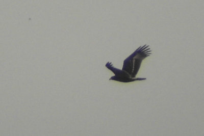 Spotted eagle (Aquila clanga)