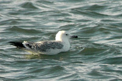 Caspian gull