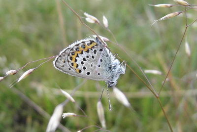 Hedblvinge, Btafjorden 070618