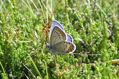 Hedblvinge, Btafjorden 070630