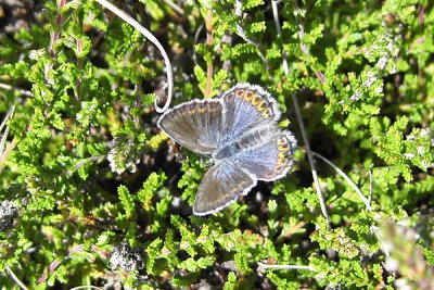 Hedblvinge, Btafjorden 070715
