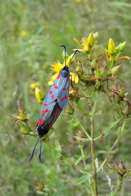 Allmn bastardsvrmare, Vombs vattenverk 070718