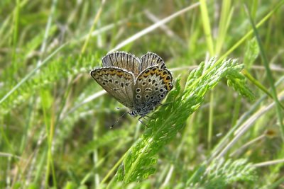 Ljungblvinge, Vombs vattenverk 070718