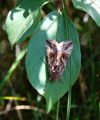 Gammafly, Btafjorden 070812