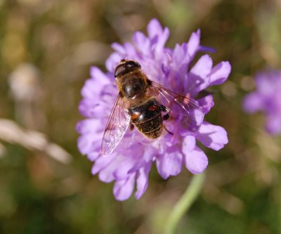 Btafjorden 070814