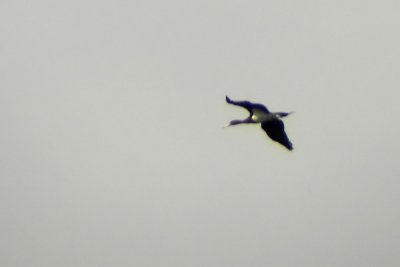 Black stork (Ciconia nigra)