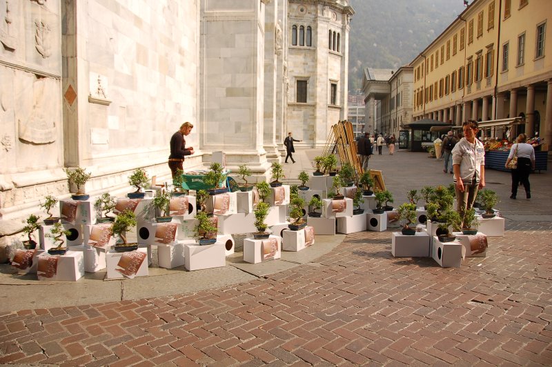 Selling bonsai for charity,Como.jpg