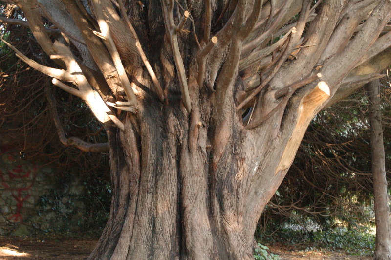 old trunk