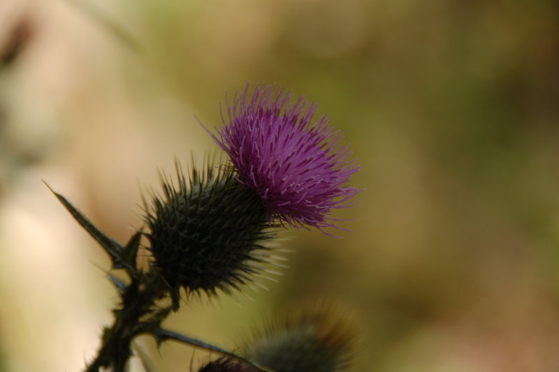 A thistle in Mayo