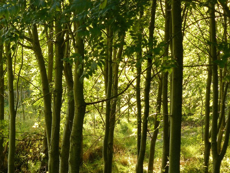 October trees.jpg