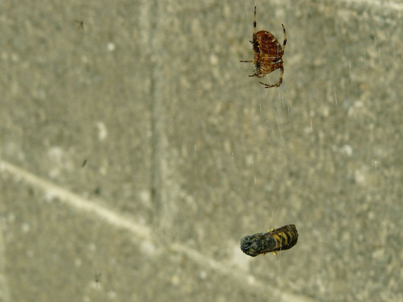 Spider stocking the larder.jpg