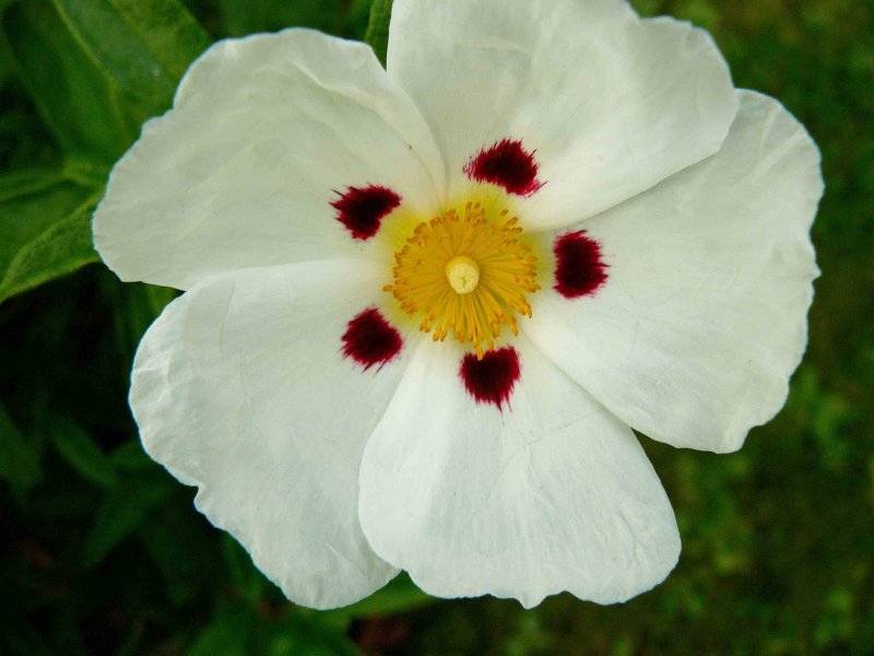 Solitary flower on an October plant