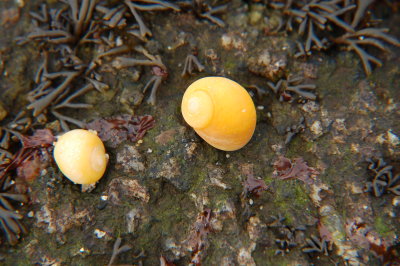 yellow shell  024.jpg