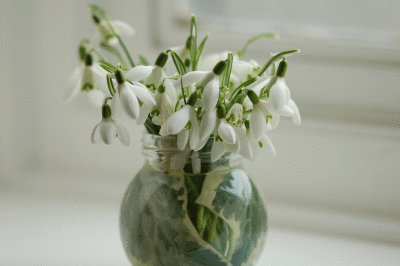 Snowdrop-2.gif