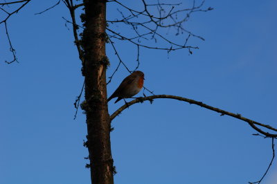 Wicklow robin.jpg