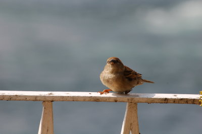 cheeky sparrow.jpg