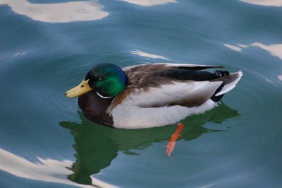 Duck in silky water.jpg