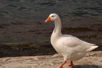 Proud Italian goose.jpg