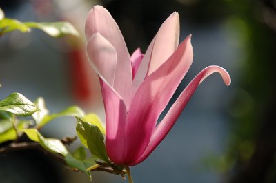 Magnolia Mennagio.jpg