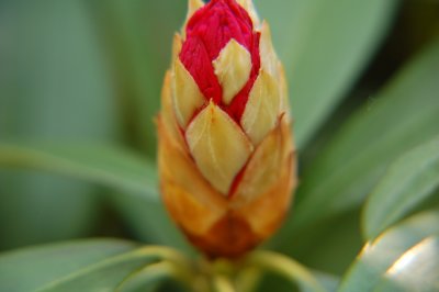 Rhododendron bud.jpg