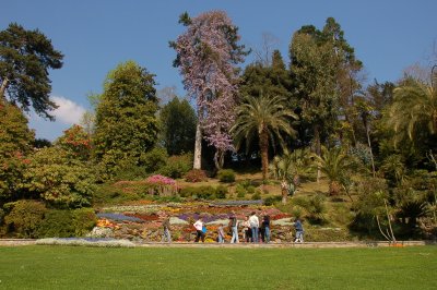 Villa Carlotta Giant Wisteria 2.jpg