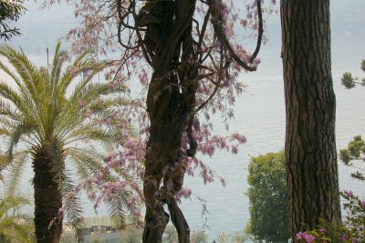 Villa Carlotta,Giant Wisteria-back view.jpg