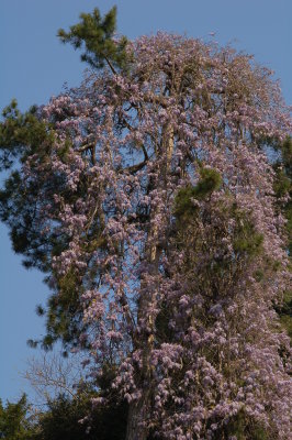 Villa Carlotta-Giant wisteria.jpg