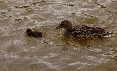 C'mon Mom!Lets enjoy the rain!.jpg