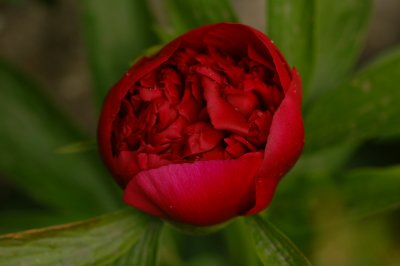 peony in bloom