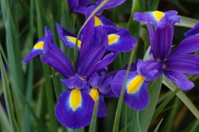 our neighbour's iris