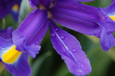 raindrops on the iris