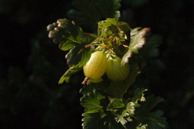 spíonáin faoi sholas an tráthnóna - gooseberries in the evening sun