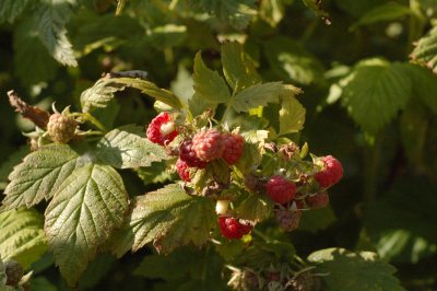 the first raspberries stolen by the magpie- an snagbhreac bradach!