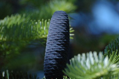 Navy blue pine cone